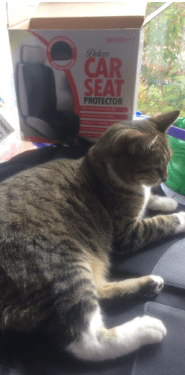 Screen Shot 2018-12-13 at 3.11.26 PM.png